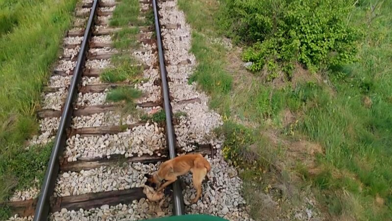 Zaustavio voz zbog psa vezanog za šine kod Bele Palanke