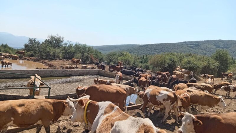 PODES: Hitno obezbediti vodu za stoku na Suvoj planini!