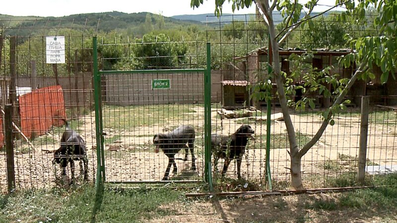 Aleksinac za ujede pasa lutalica isplatio oko 200.000 evra odštete