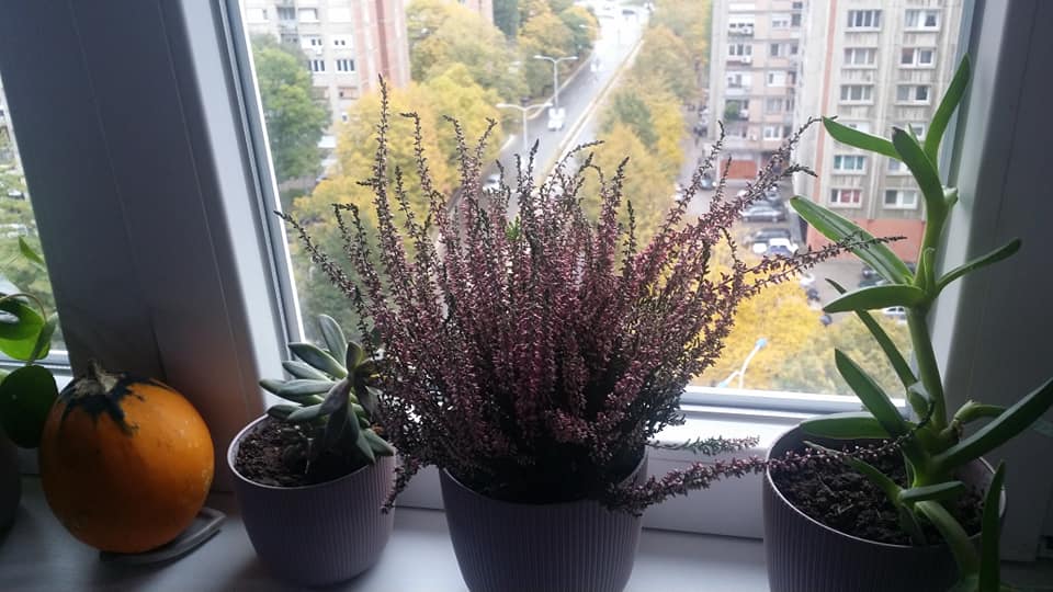 Četvrtak najtopliji dan u ovoj sedmici
