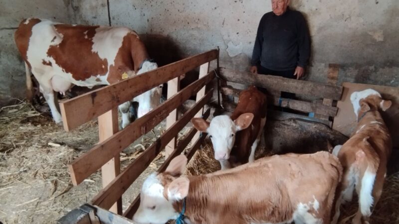 Sanela, Kasandra, Boki i Deki – četvorke koje je na svet donela krava Beba u Lepaji