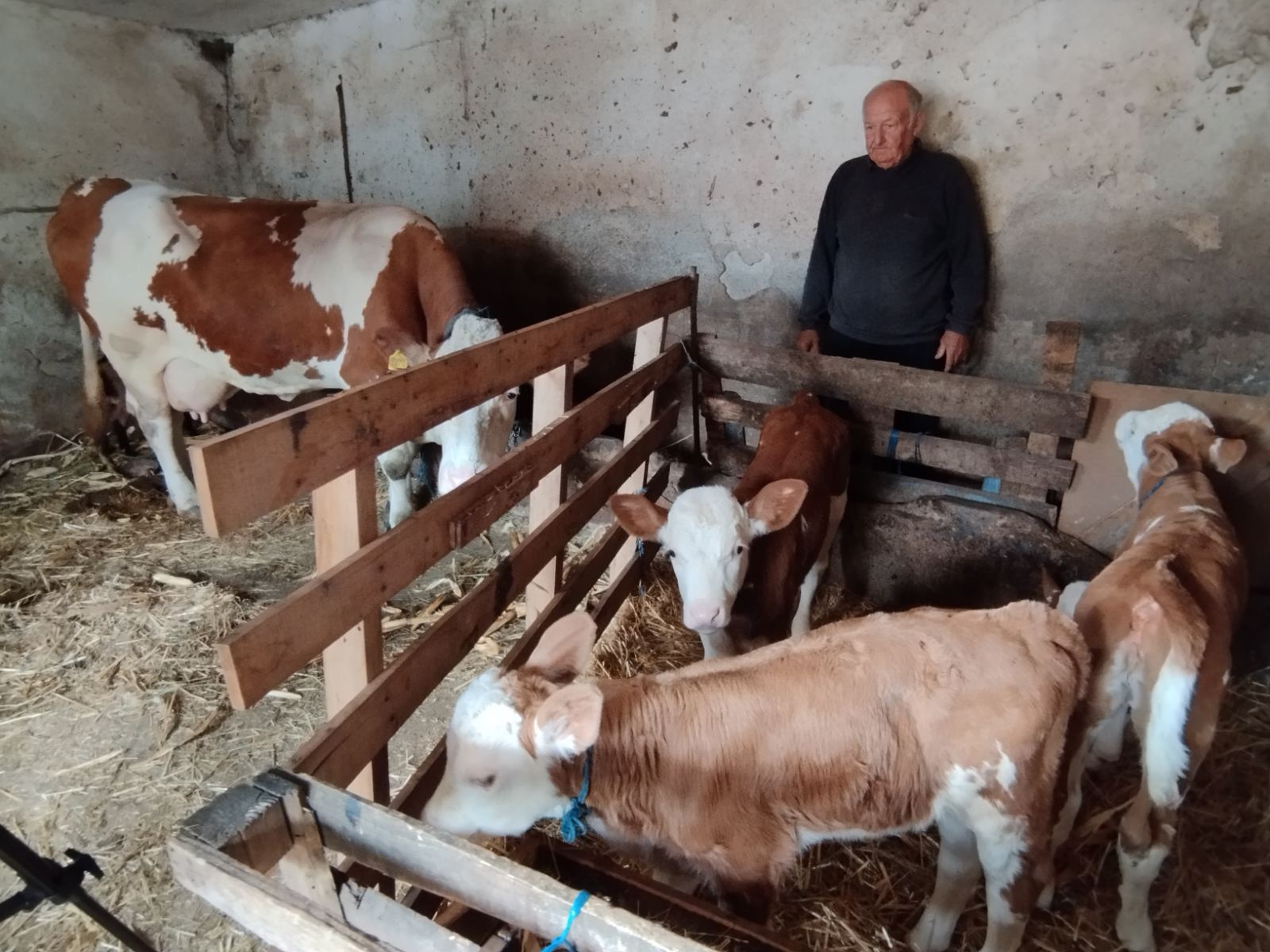 Sanela, Kasandra, Boki i Deki – četvorke koje je na svet donela krava Beba u Lepaji