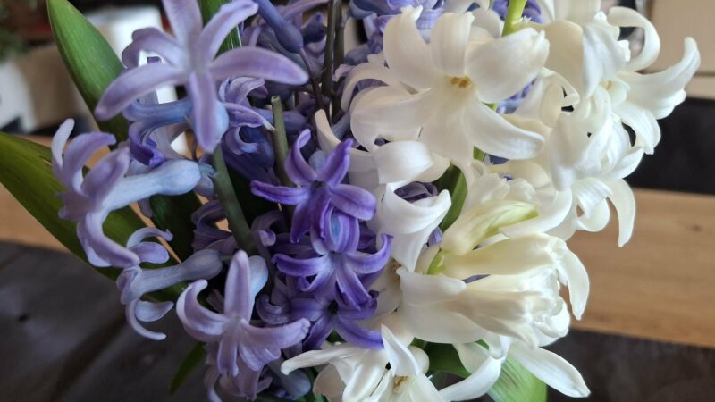 I za vikend sunčano i toplo, moguća kiša tek od utorka